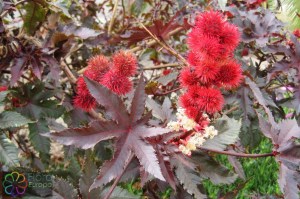 Ricinus communis, Wonderboom